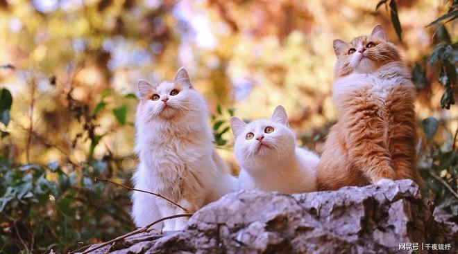 性价比高？2025世界十大顶级猫粮品牌AG真人国际网站独家揭秘！平价猫粮哪个