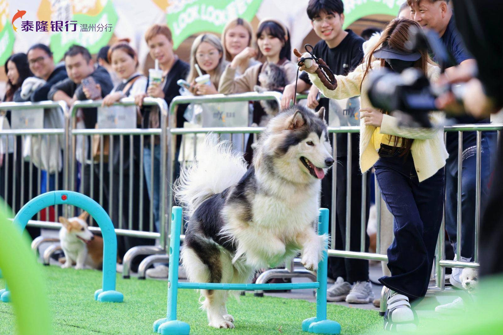 行温州分行打造“宠物友好型”特色网点AG真人国际网站“金融+萌宠”泰隆银(图3)