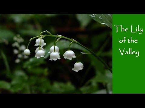 Songsvine - The Lily of the Valley Hymn
